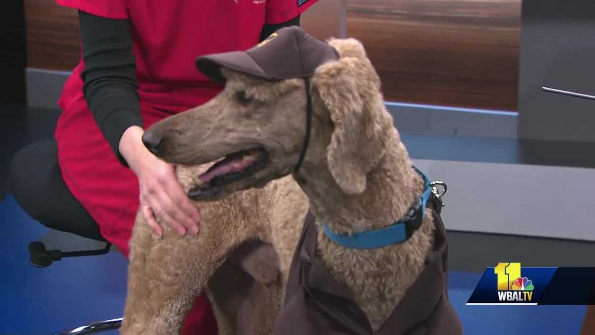 Pet Questions Do dogs need sweaters in cold weather?