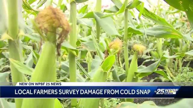 Pahokee farmer reacts to finding crops covered in frost - Vimarsana News