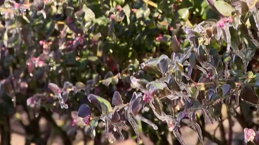 Family farm in Central Florida loses 35% of farm revenue in freeze