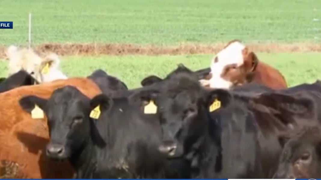 Two SC farmers face off in runoff election for the state's agricultural leader