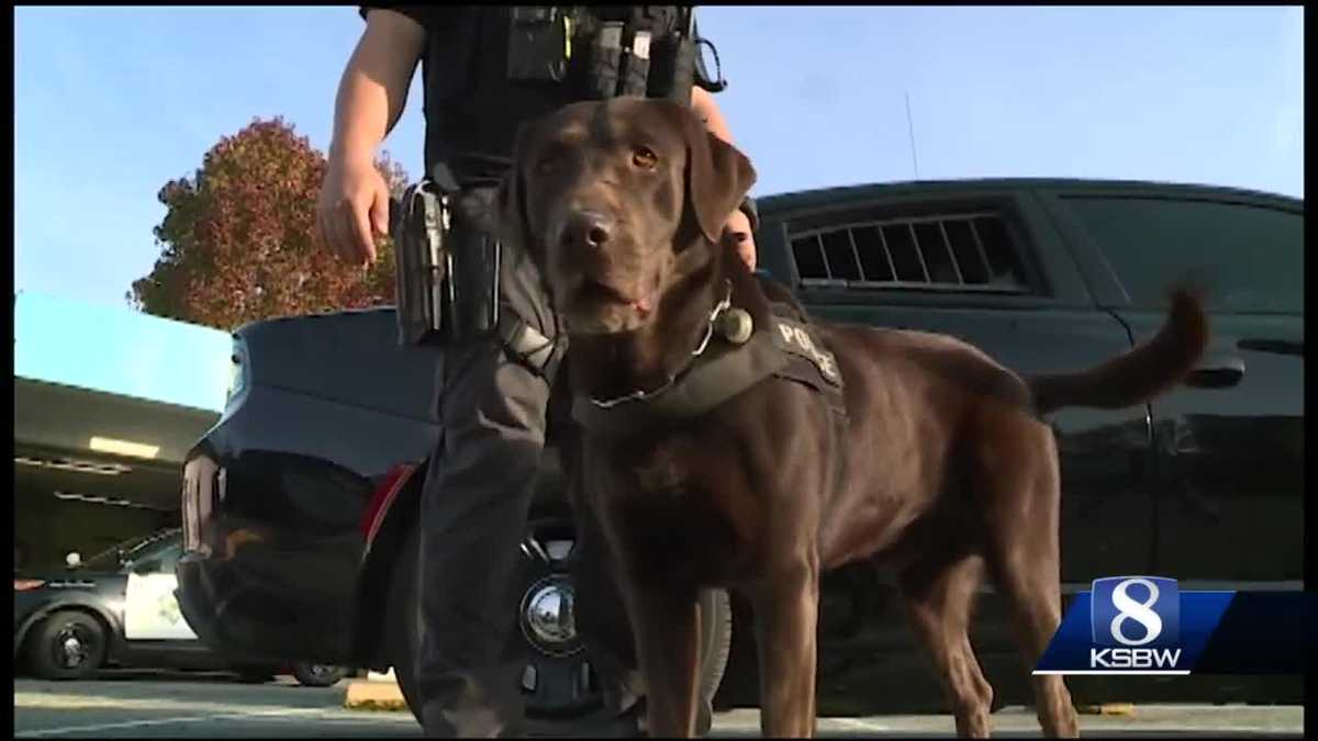 Top dog at Salinas Police Dept. is K9 Oakley