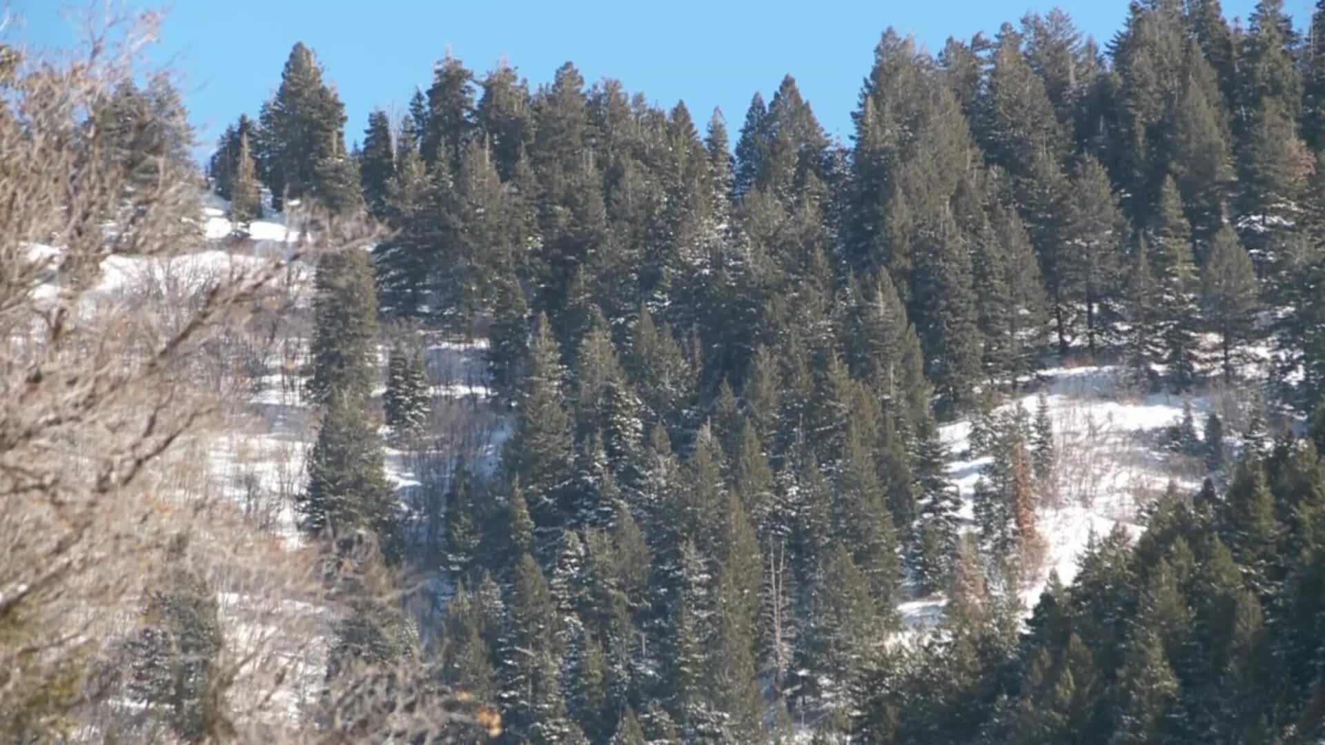 4 Skiers Dead, 4 Rescued After Avalanche In Utah Backcountry