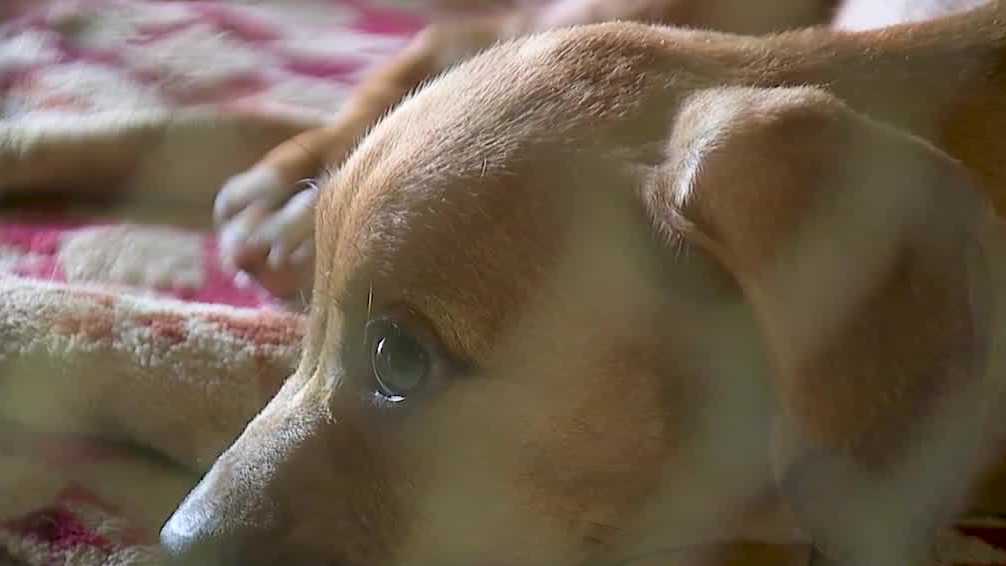 Chatham County Animal Services sees a rise in dogs this summer - Vimarsana News