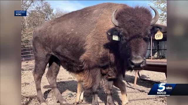 Search underway for person who shot 2 bison Tulsa ranch - Vimarsana News