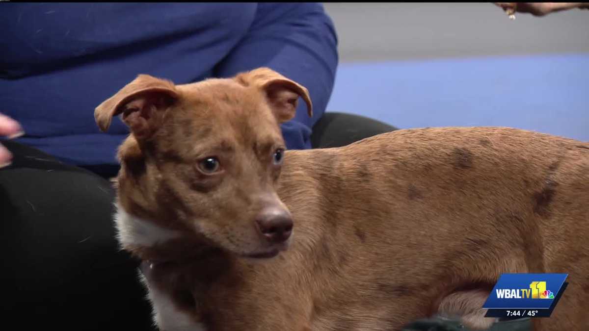 MDSPCA: Meet Malcom in the Middle, a dog with an expressive face who is ready for adoption