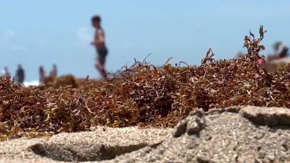 Record seaweed bloom expected to flood Florida beaches this summer