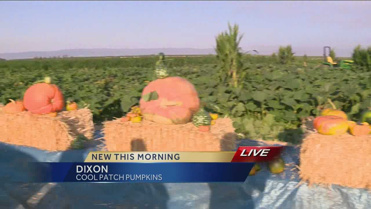 Dixon Pumpkin Patch Set To Open This Weekend   Bd1c1742 8414 421a B46b 49015c80b536 Image 