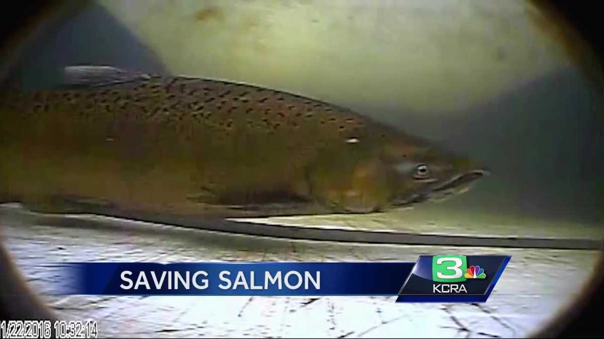 Baby salmon ‘just keep swimming’