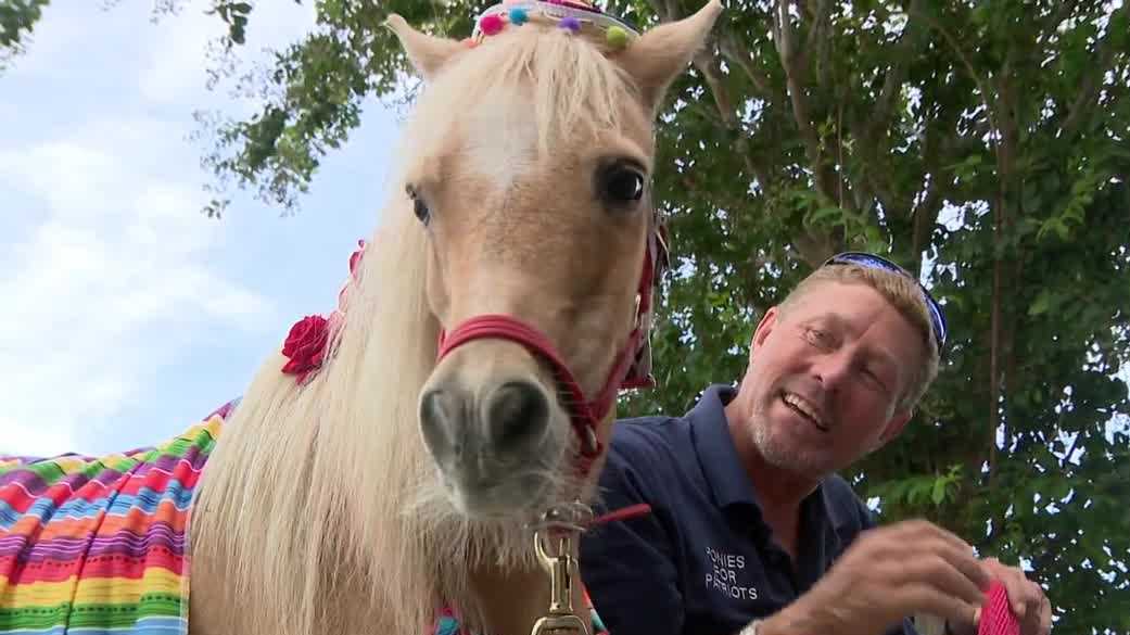 Veterans and seniors find comfort through mini therapy horses at an Ocala ranch