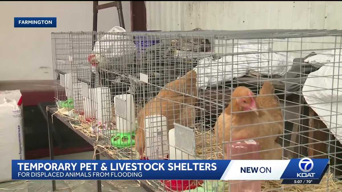 Farmington warehouse converted into temporary animal shelter
