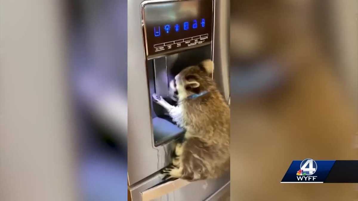 SCDHEC orders Upstate woman to turn over pet raccoon - WYFF