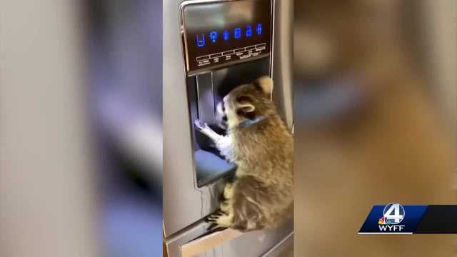 SCDHEC orders Upstate woman to turn over pet raccoon - Vimarsana News