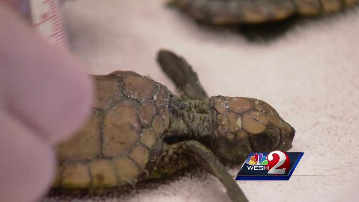 Hundreds of young sea turtles rescued in Brevard County