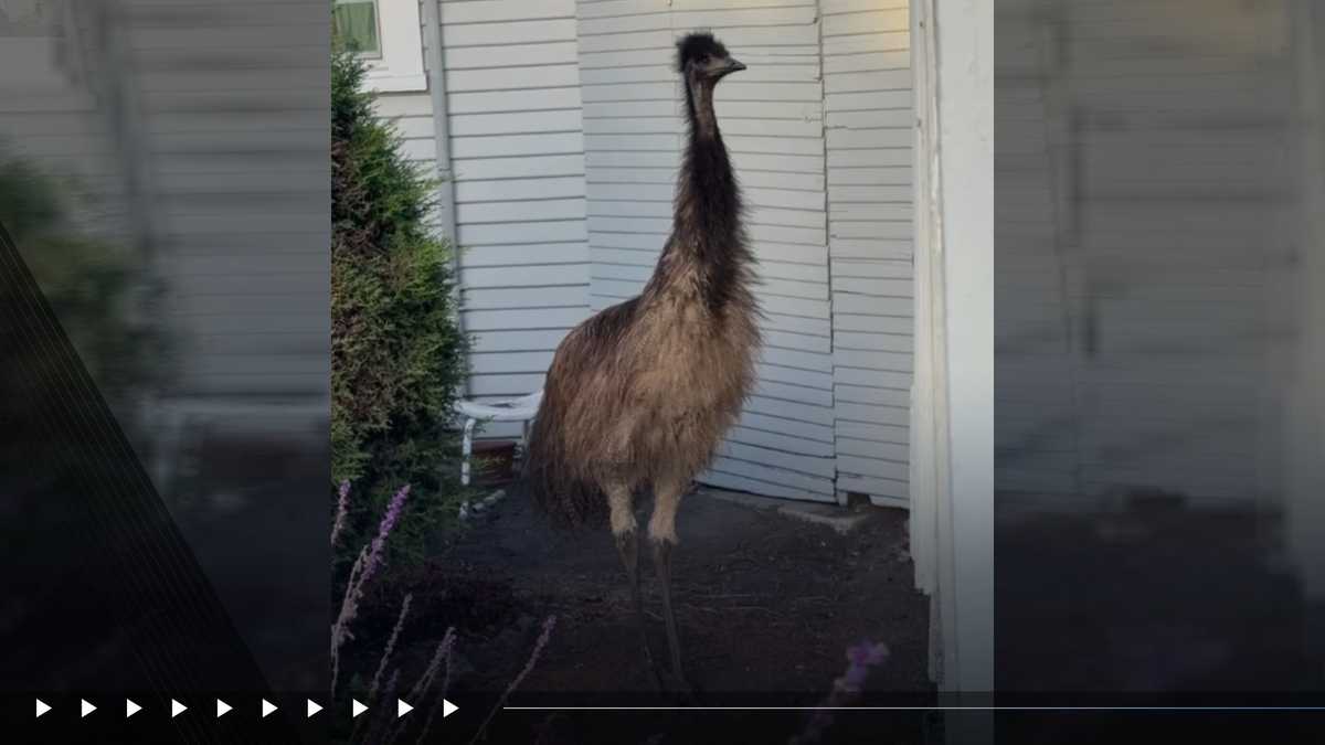 Loose emu runs in and out of traffic in Santa Cruz County, CHP says - KSBW