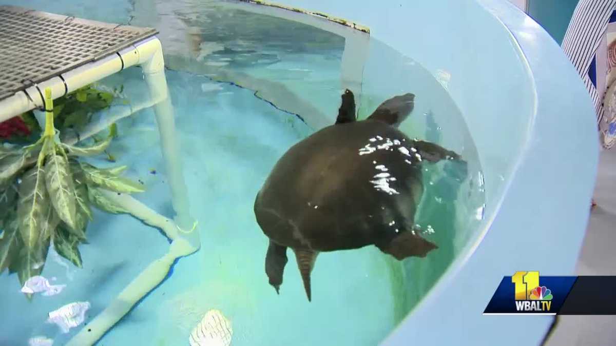 Aquarium's rescue center lets public watch wildlife being saved