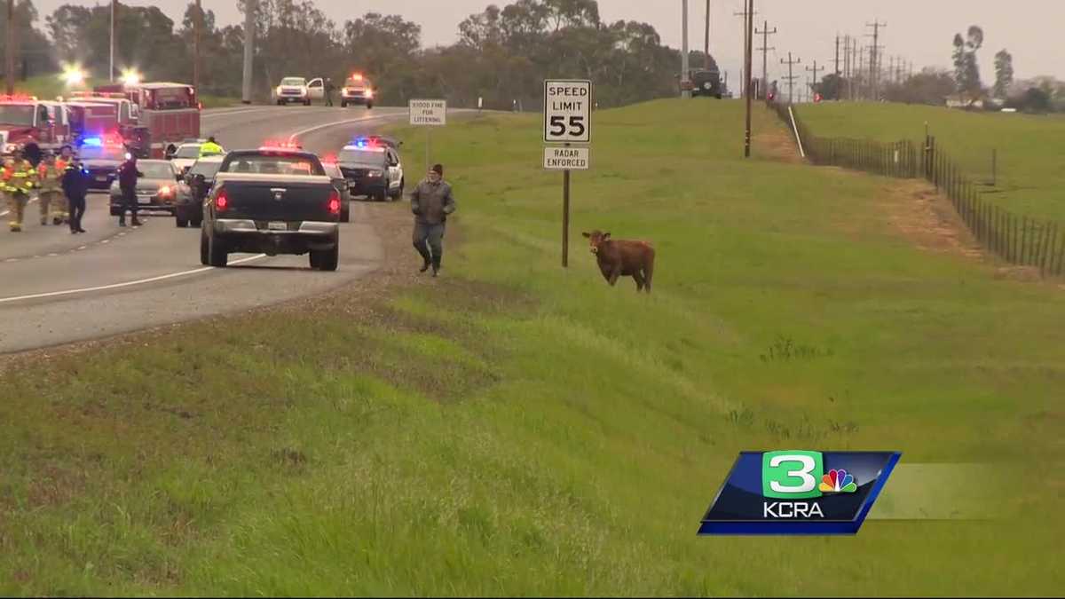 Cows hit, killed by truck on Jackson Highway