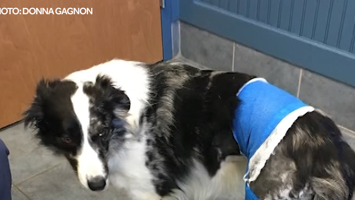 Deaf dog who alerted family to house fire needs costly veterinary care