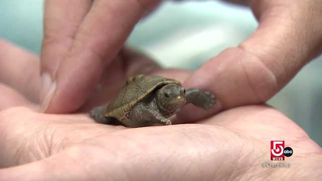Declining turtle populations rely on conservation efforts to survive - Vimarsana News