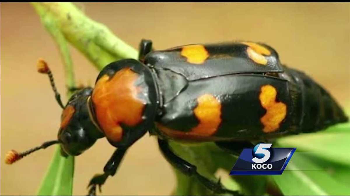 Endangered beetles hinder multibillion dollar oil opportunity in