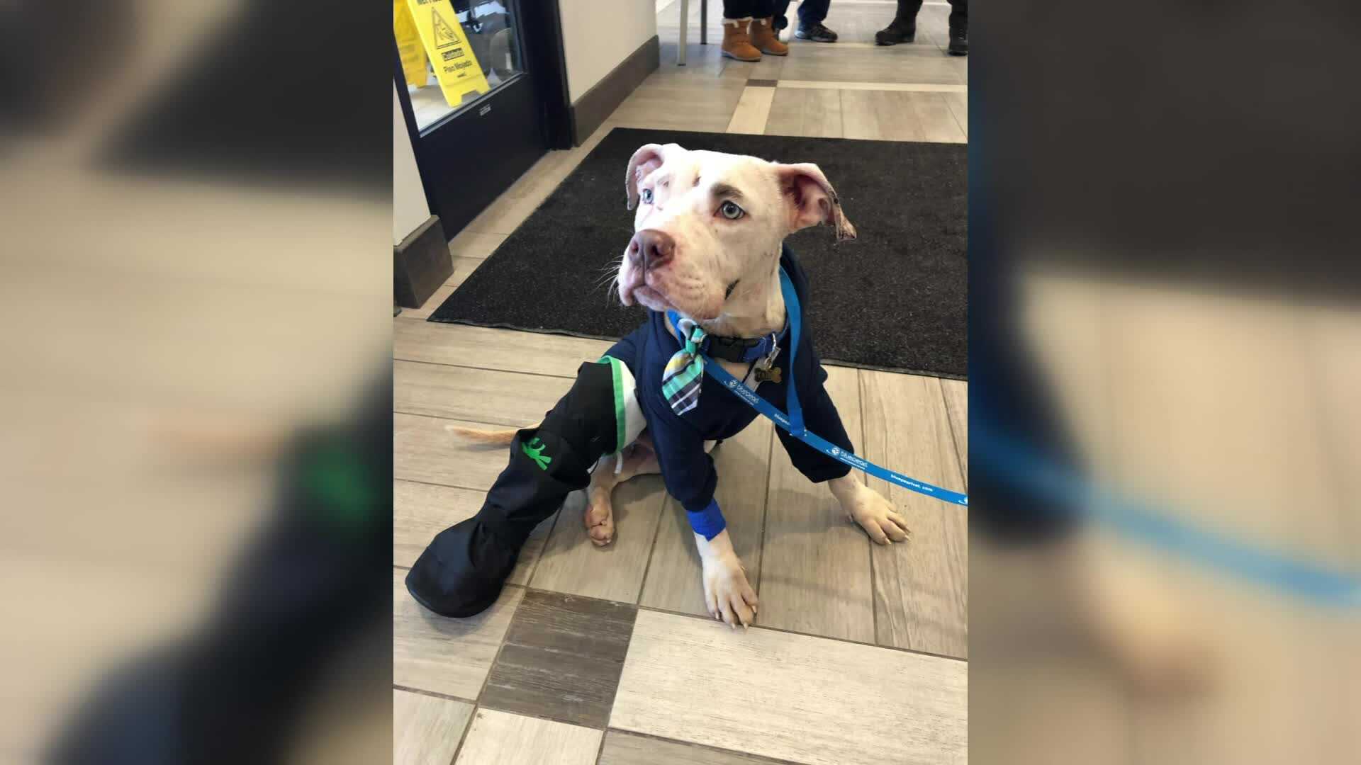 Watch: Dog survives being tossed from car during high-speed wrong-way chase - Vimarsana News