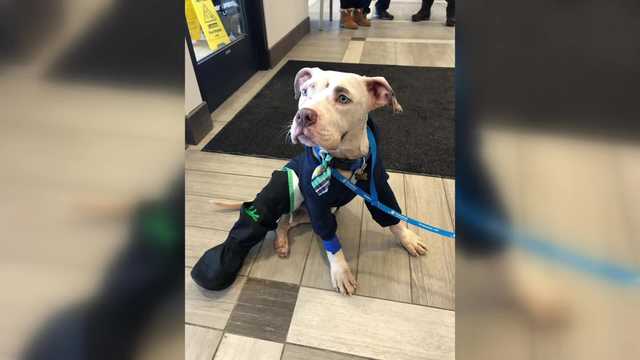Watch: Dog survives being tossed from car during high-speed wrong-way chase - Vimarsana News