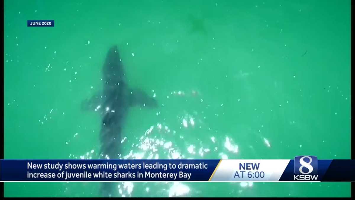 New study reports of great white sharks population boom in the Monterey Bay