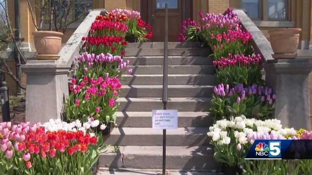 1,500 tulips donated to library after warm weather causes them to prematurely bloom - Vimarsana News
