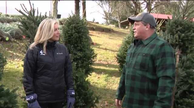 Your guide to buying a live Christmas tree in 2023 - Vimarsana News