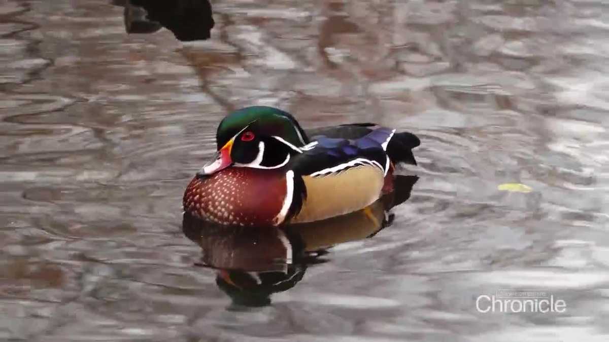 Efforts underway each season in New Hampshire to help wood ducks