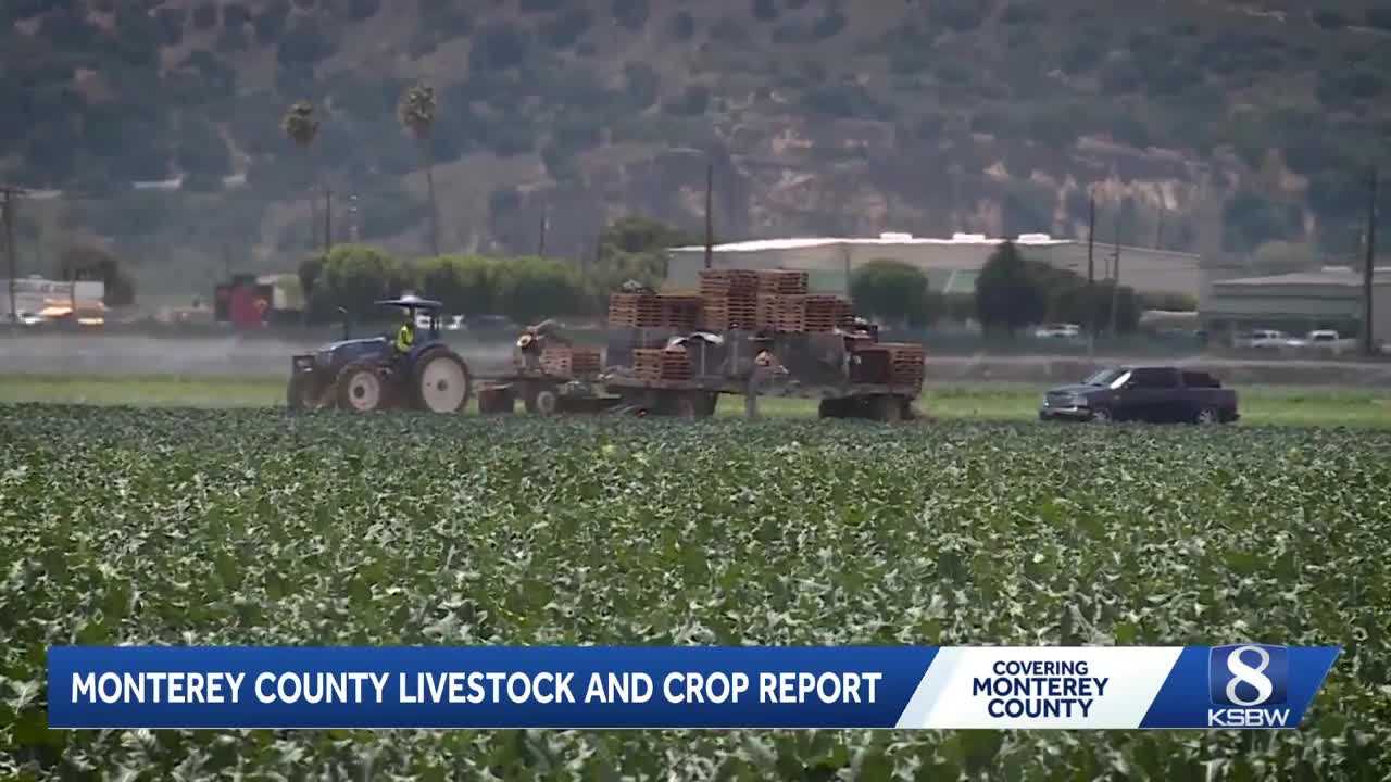 ksbw.com - Jazmon DeJarnette - Monterey County farmers battle pests, rising costs and changing wine demand in crop report