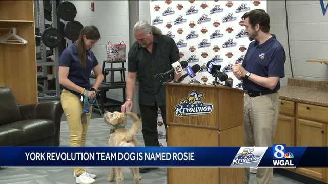 York Revolution team dog has a name - Vimarsana News