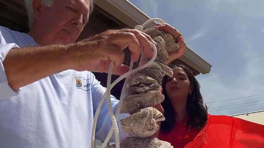 Volusia, Flagler oyster gardens expand to clean waterways