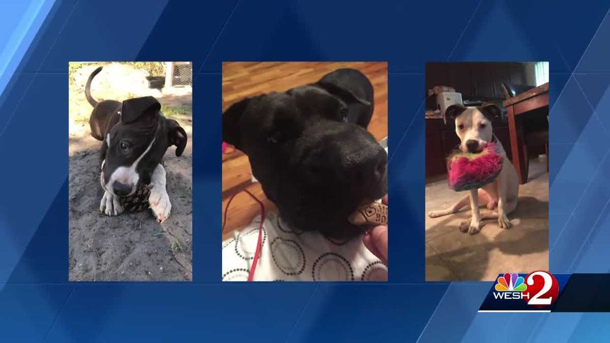 Deputies: DeLeon Springs man shoots, kills dog during attack on wife,  service dog