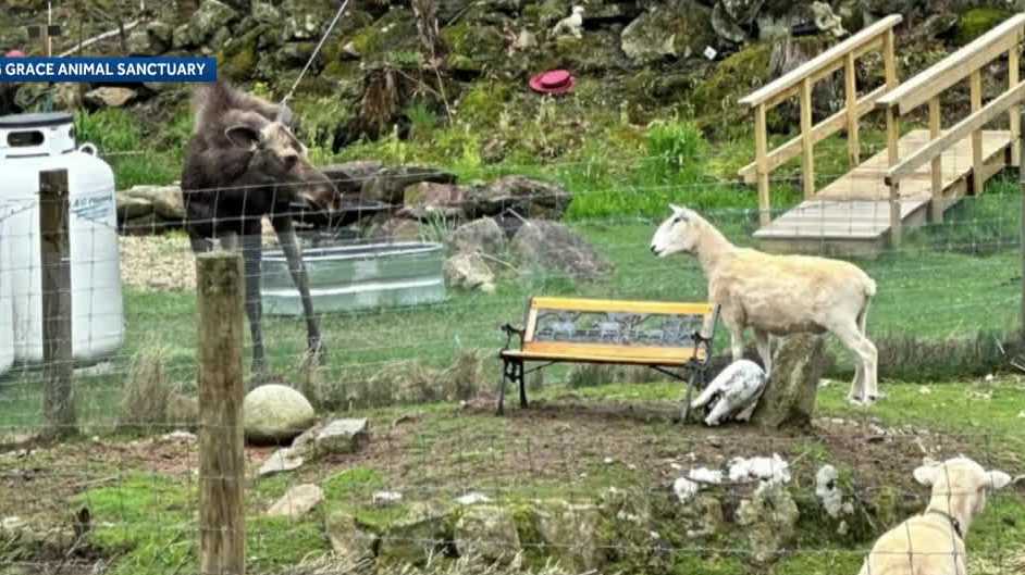 Moose seen interacting with animals at New Hampshire sanctuary - Vimarsana News
