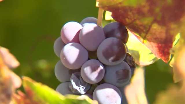 Amador County winemakers confident in successful grape harvest - Vimarsana News