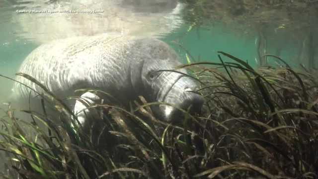 Florida manatees dying at alarming rates - Vimarsana News