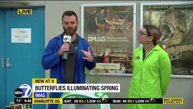 Imagine That: Butterflies Illuminating Spring - Vimarsana News