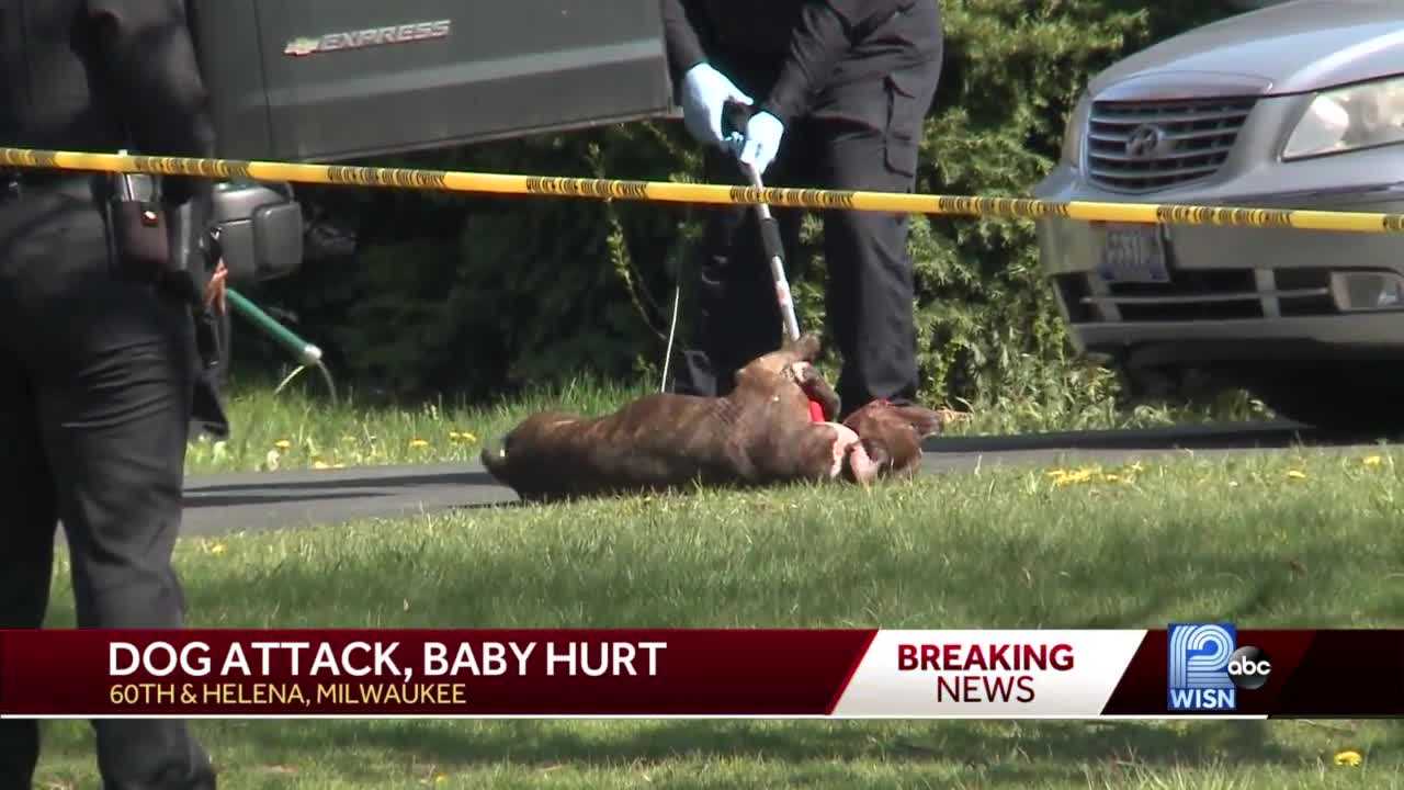 Pit Bull Attacks Baby Causing Serious Injuries, Police Say