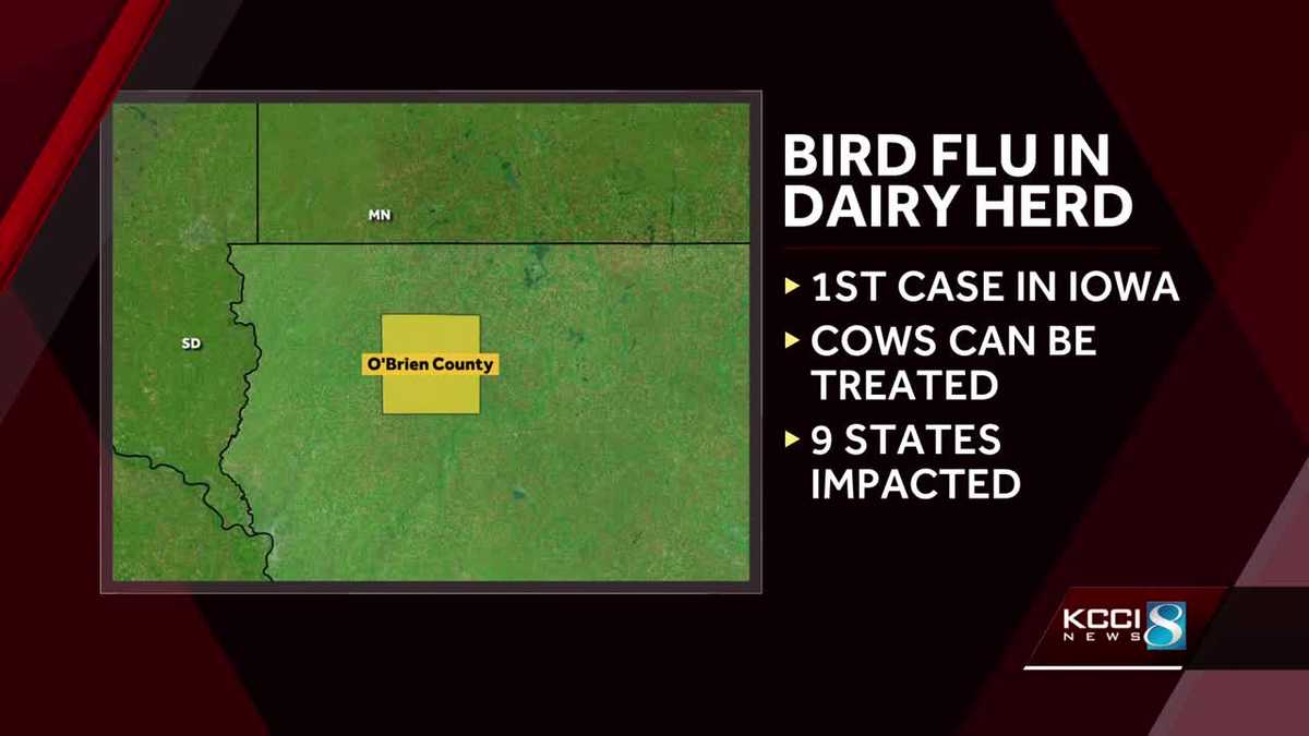 HPAI Infects Dairy Cows in O'Brien County