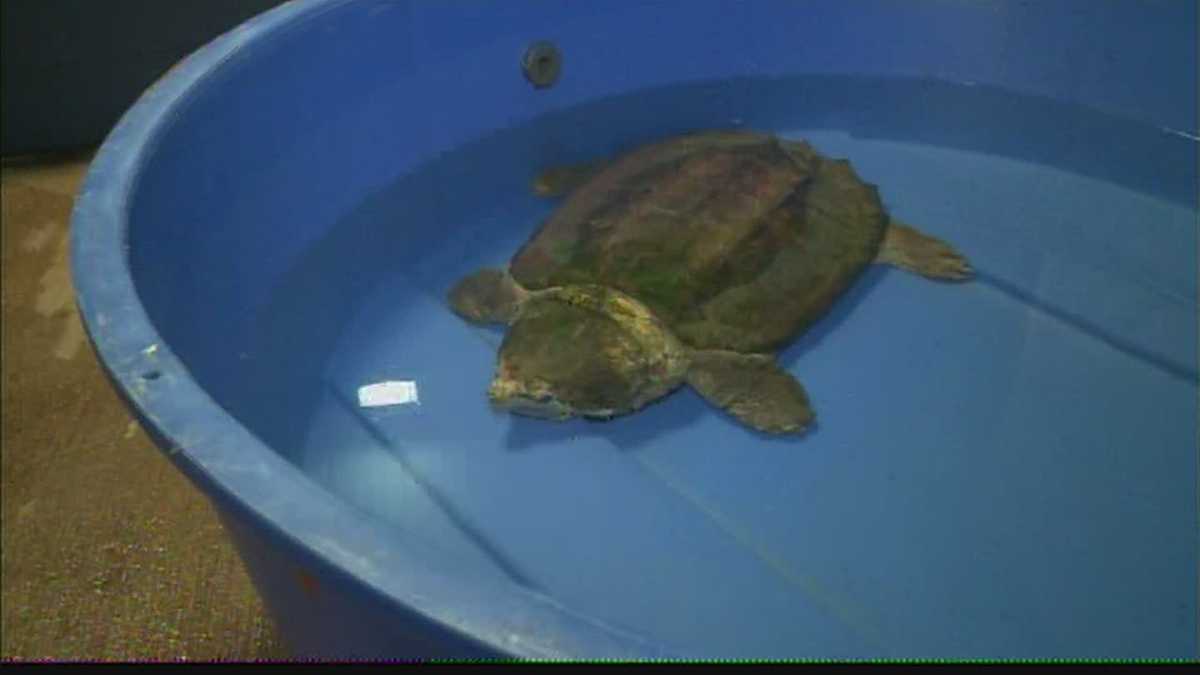 Ten reptiles remain under quarantine at Racine Zoo