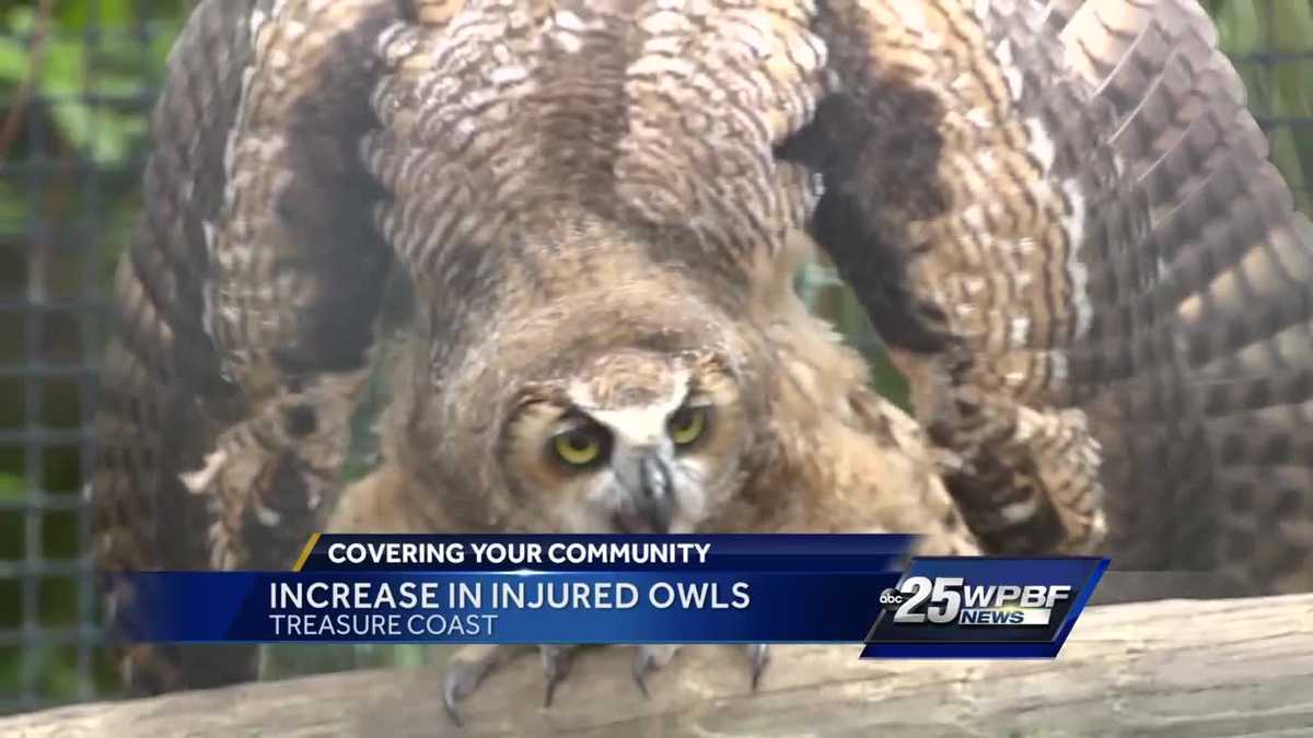 injured owls showing up at treasure coast wildlife center treasure coast wildlife center