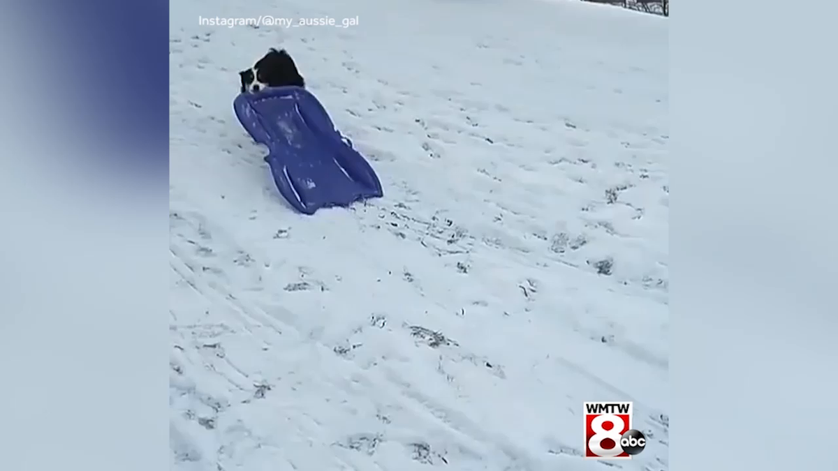 So cute! Dog takes herself sledding