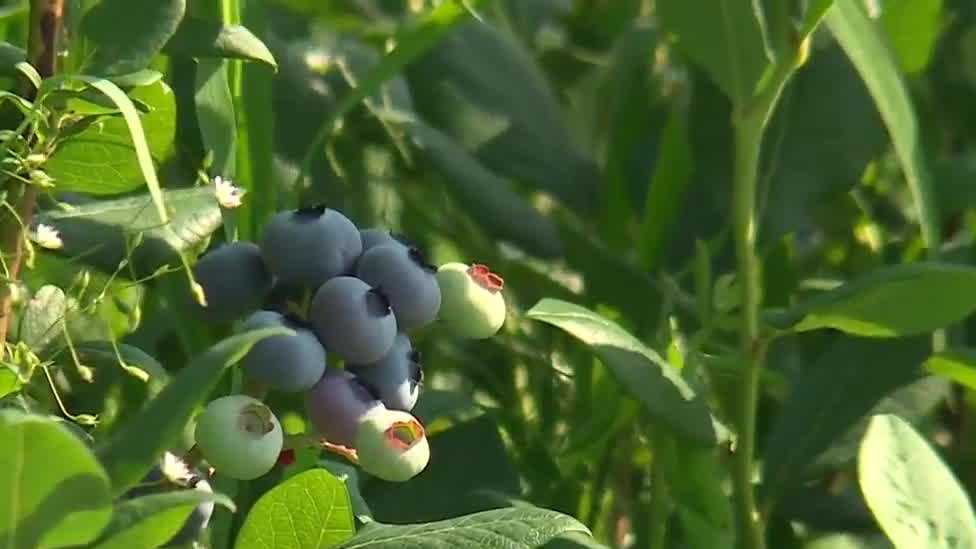Maine's blueberry harvest delayed due to inclement spring weather