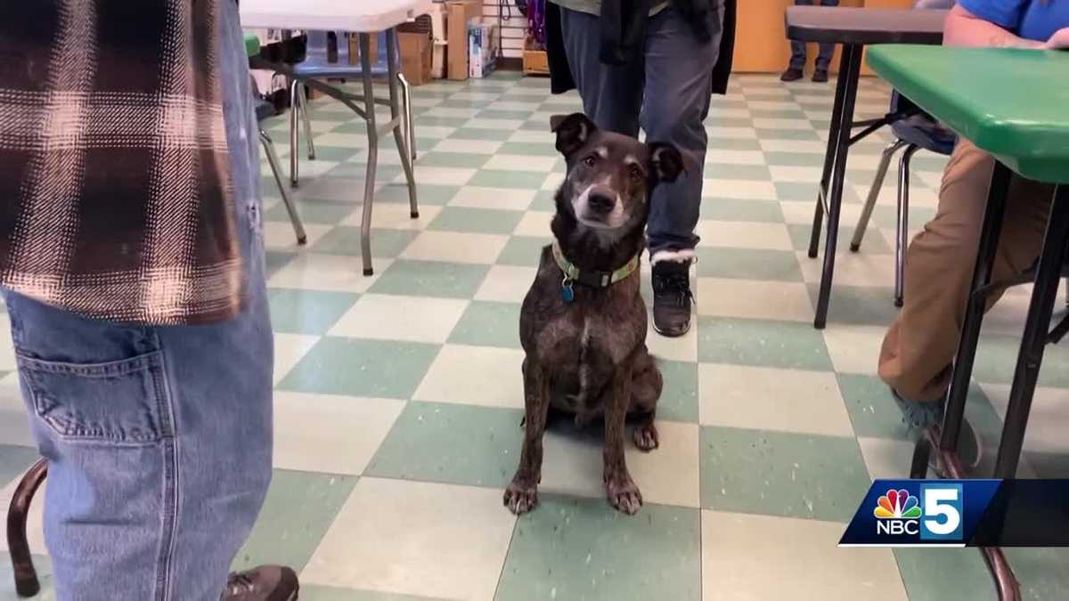 Pet Connection: Dec. 12, 2024