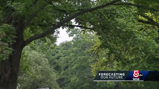 Climate change is bad news for common New England trees - Vimarsana News