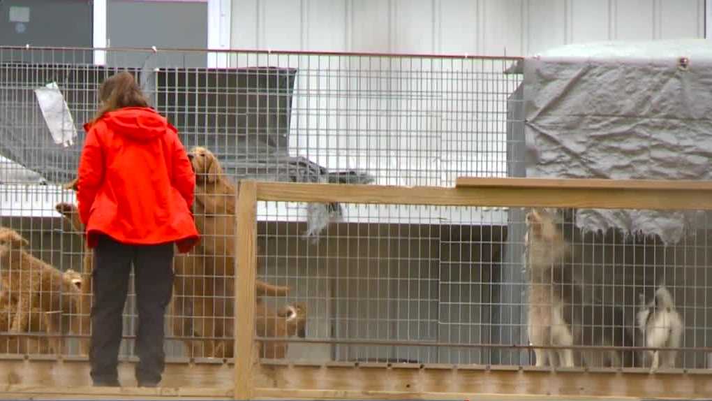 Iowa dog breeder will soon face criminal charges