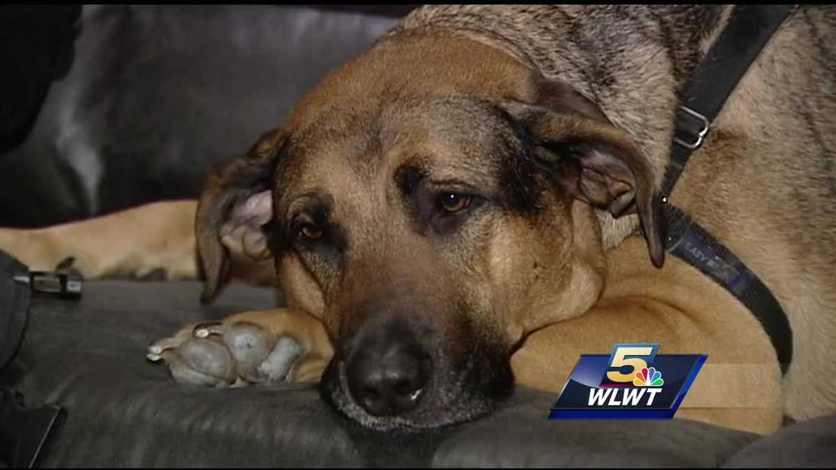 Service dog recovering after being hit by car in Clifton