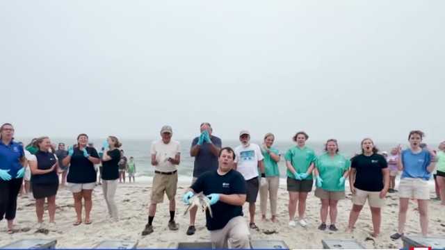 Wake up call: New England Aquarium turtle release - Vimarsana News