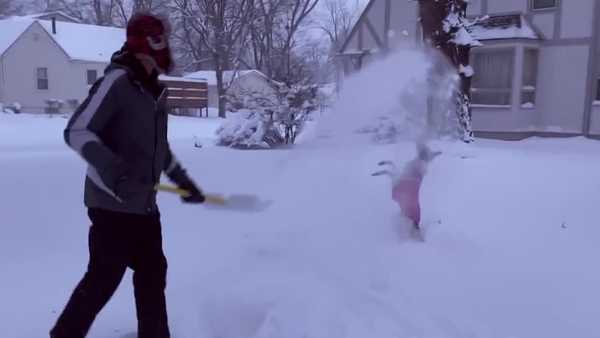 iowa dog having the time of her life in the snow