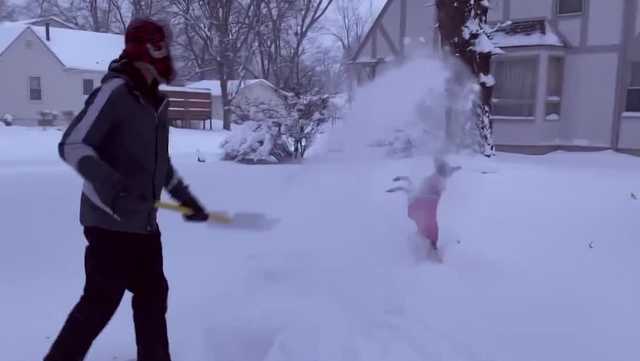 Des Moines dog has fun on snowy Friday morning - Vimarsana News
